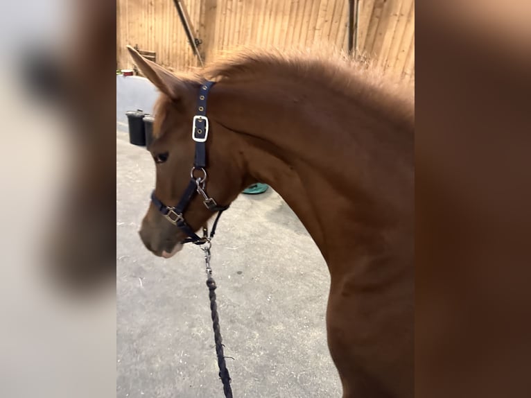 Deutsches Reitpony Stute 1 Jahr 139 cm Fuchs in Wuppertal