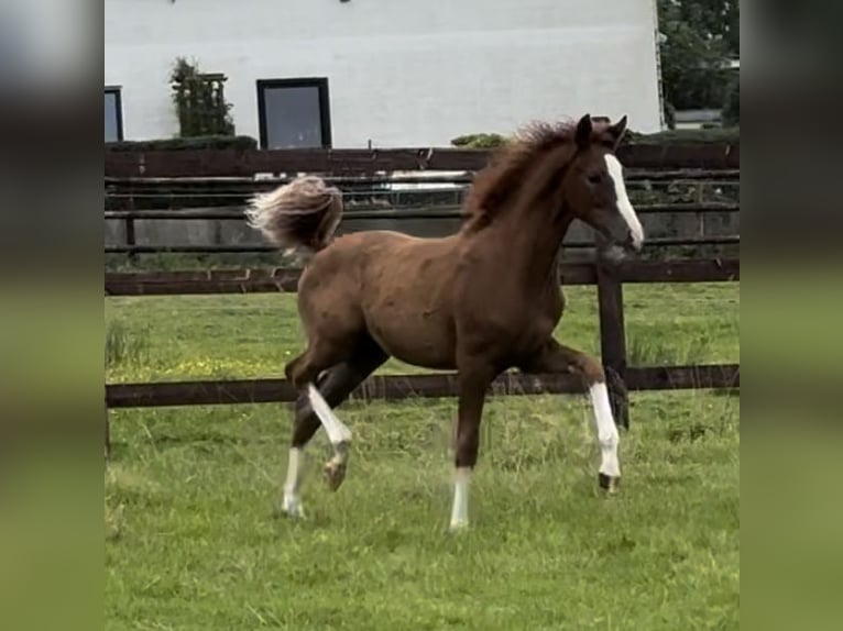 Deutsches Reitpony Stute 1 Jahr 139 cm Fuchs in Wuppertal