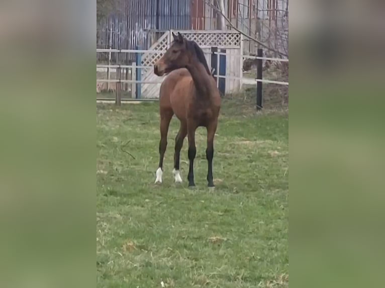Deutsches Reitpony Stute 1 Jahr 140 cm Brauner in B&#xF6;neb&#xFC;ttel