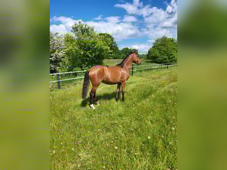 Deutsches Reitpony Stute 1 Jahr 140 cm Brauner in B&#xF6;neb&#xFC;ttel