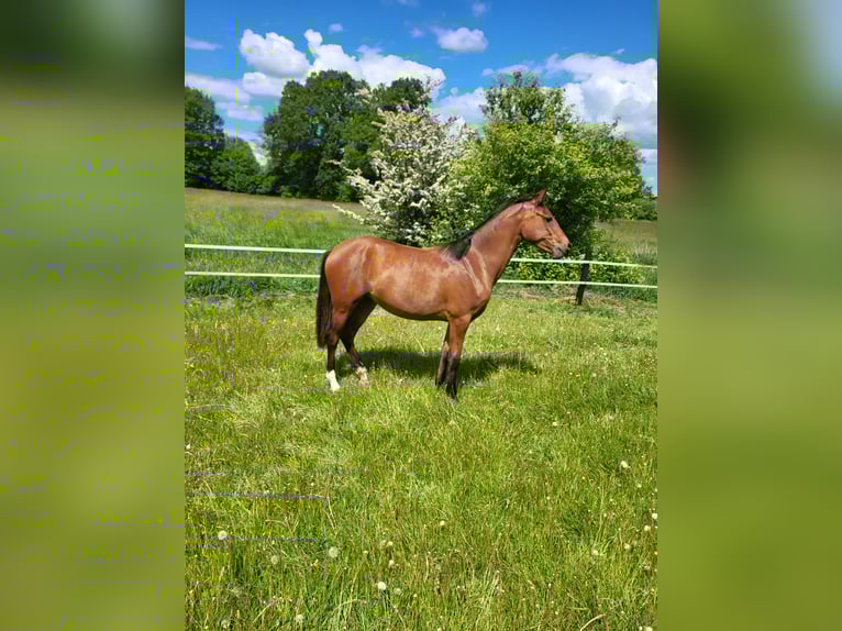 Deutsches Reitpony Stute 1 Jahr 140 cm Brauner in B&#xF6;neb&#xFC;ttel