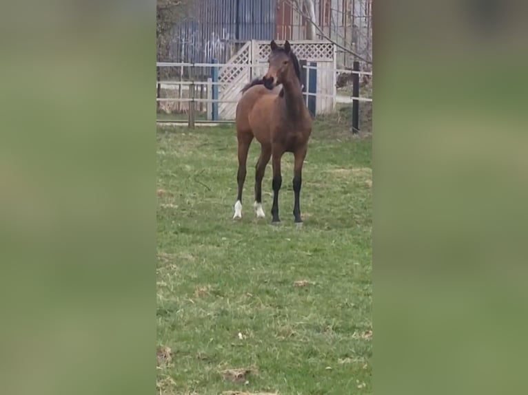 Deutsches Reitpony Stute 1 Jahr 140 cm Brauner in B&#xF6;neb&#xFC;ttel