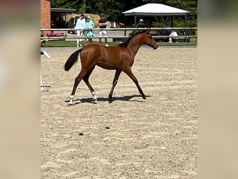 Deutsches Reitpony Stute 1 Jahr 140 cm Brauner in B&#xF6;neb&#xFC;ttel
