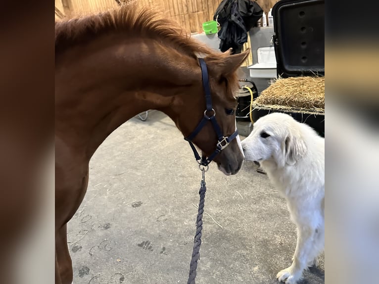 Deutsches Reitpony Stute 1 Jahr 140 cm Fuchs in Wuppertal