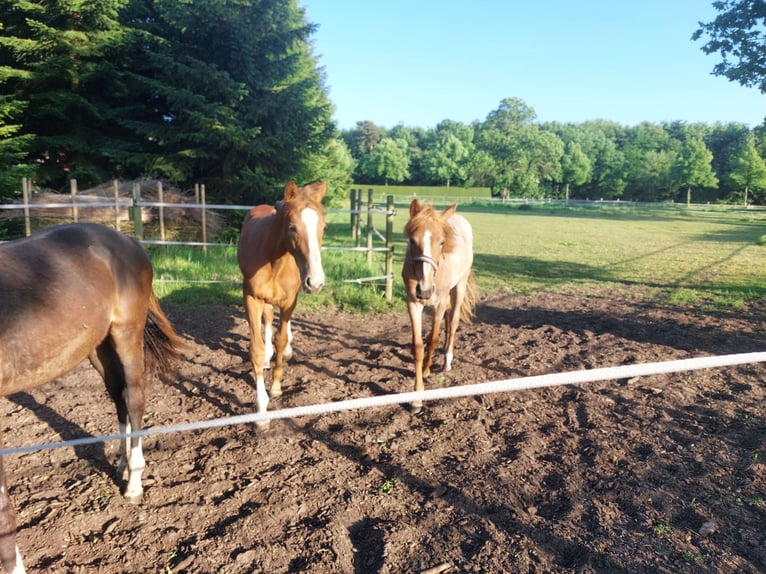 Deutsches Reitpony Stute 1 Jahr 140 cm Roan-Red in Senden