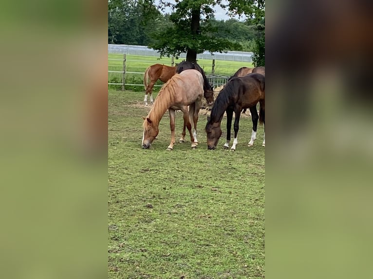 Deutsches Reitpony Stute 1 Jahr 140 cm Roan-Red in Senden