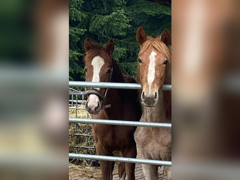 Deutsches Reitpony Stute 1 Jahr 140 cm Roan-Red in Senden
