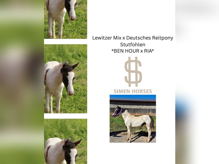 Deutsches Reitpony Mix Stute 1 Jahr 140 cm Schecke in Steinen