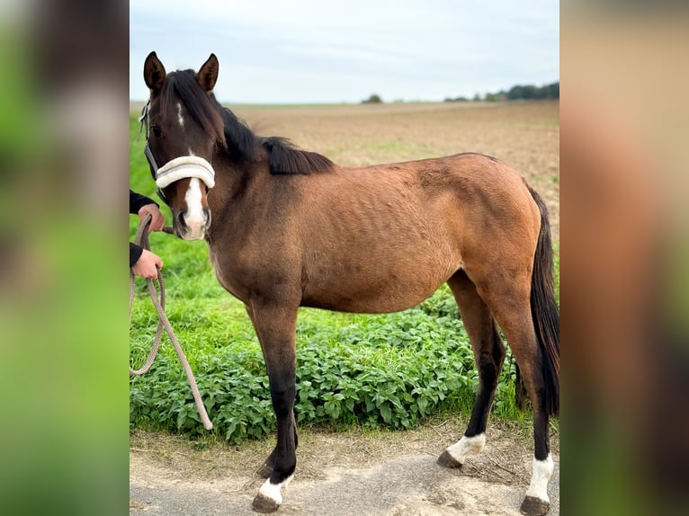 Deutsches Reitpony Mix Stute 1 Jahr 143 cm in schöppenstedt