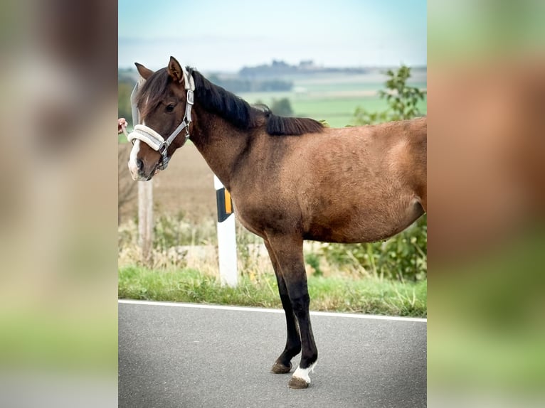 Deutsches Reitpony Mix Stute 1 Jahr 143 cm in schöppenstedt