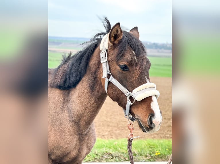 Deutsches Reitpony Mix Stute 1 Jahr 143 cm in schöppenstedt