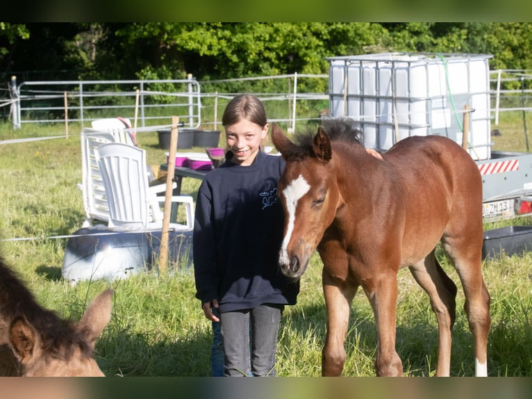 Deutsches Reitpony Stute 1 Jahr 145 cm Brauner in Dörpstedt