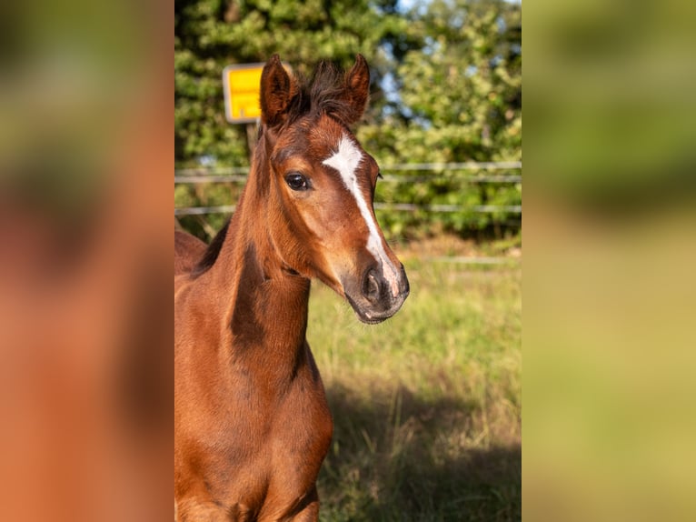 Deutsches Reitpony Stute 1 Jahr 145 cm Brauner in Dörpstedt