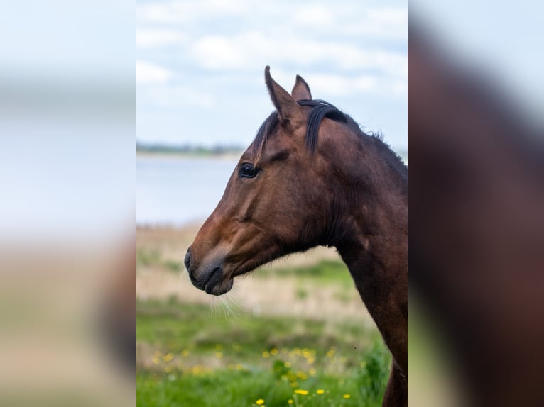 Deutsches Reitpony Stute 1 Jahr 145 cm Brauner in Dörpstedt