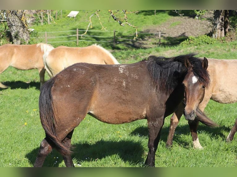 Deutsches Reitpony Stute 1 Jahr 145 cm Brauner in St.Georgen an der Leys