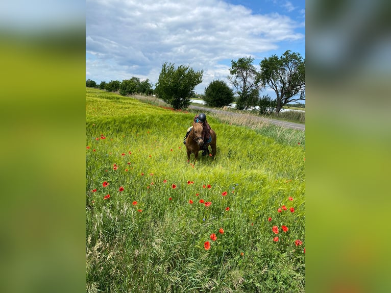 Deutsches Reitpony Stute 1 Jahr 145 cm Buckskin in Beelitz