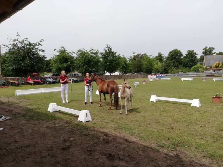 Deutsches Reitpony Stute 1 Jahr 145 cm Buckskin in Beelitz