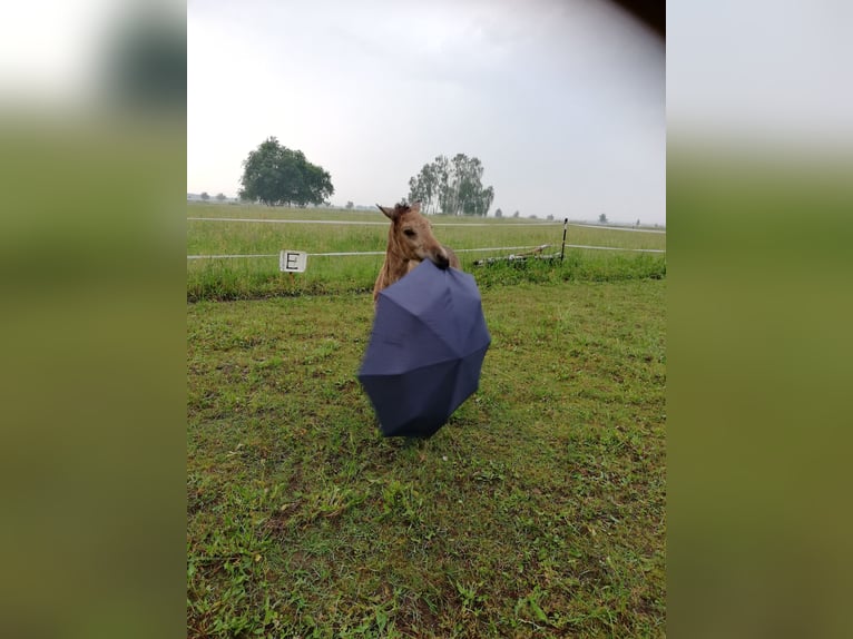 Deutsches Reitpony Stute 1 Jahr 145 cm Buckskin in Beelitz