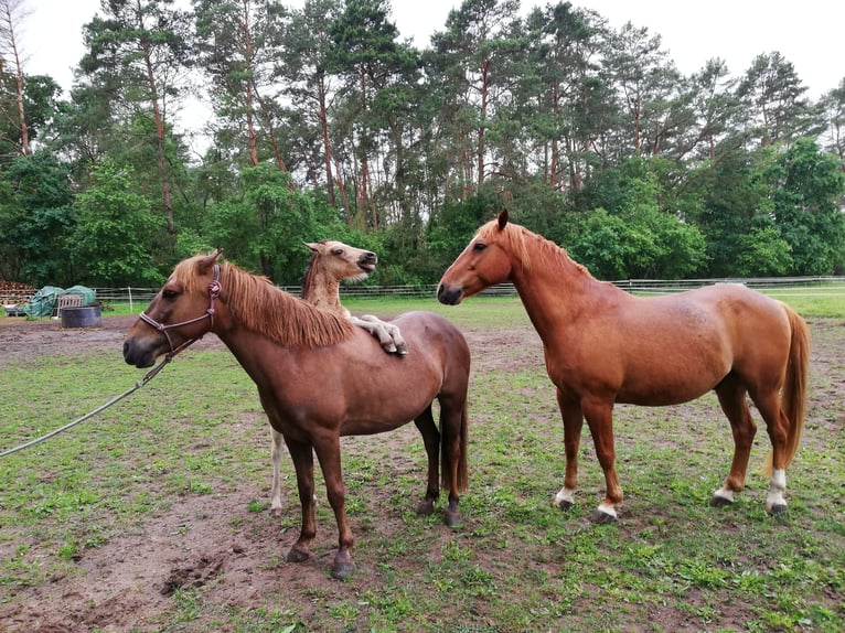 Deutsches Reitpony Stute 1 Jahr 145 cm Buckskin in Beelitz