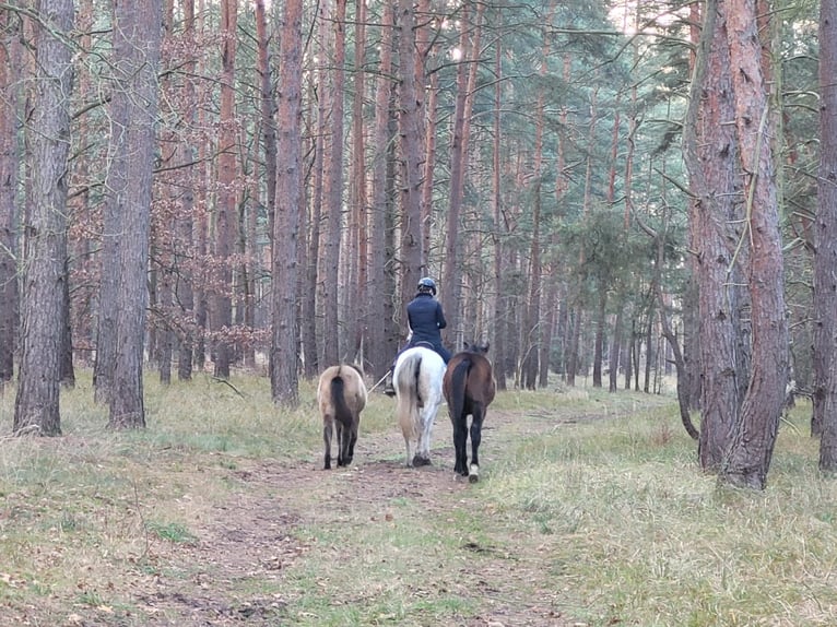 Deutsches Reitpony Stute 1 Jahr 145 cm Buckskin in Beelitz