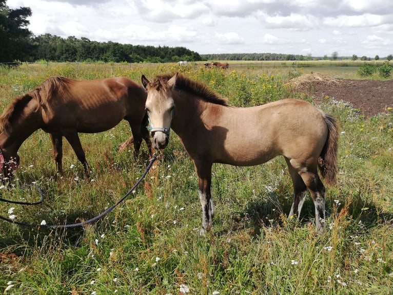 Deutsches Reitpony Stute 1 Jahr 145 cm Buckskin in Beelitz