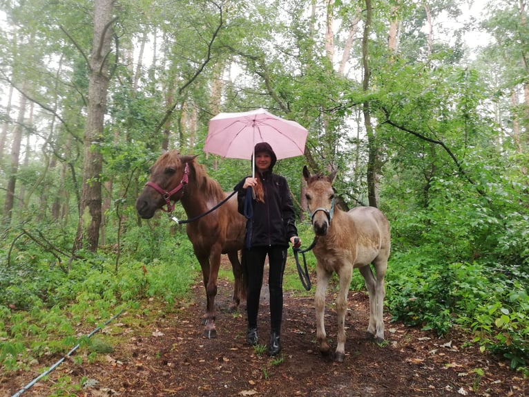 Deutsches Reitpony Stute 1 Jahr 145 cm Buckskin in Beelitz