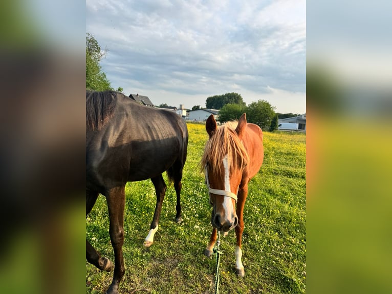 Deutsches Reitpony Stute 1 Jahr 145 cm Fuchs in Halle