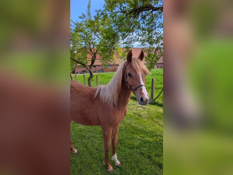 Deutsches Reitpony Stute 1 Jahr 145 cm Fuchs in Halle
