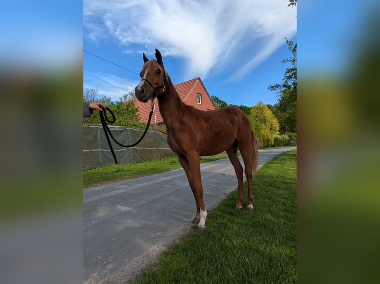 Deutsches Reitpony Stute 1 Jahr 145 cm Fuchs in Halle