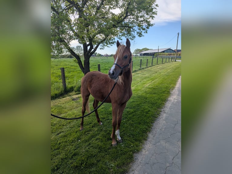 Deutsches Reitpony Stute 1 Jahr 145 cm Fuchs in Halle