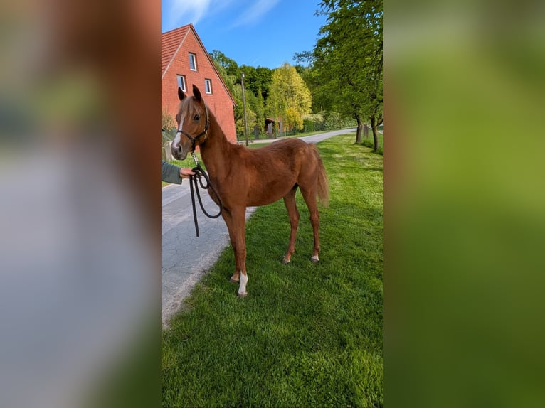 Deutsches Reitpony Stute 1 Jahr 145 cm Fuchs in Halle