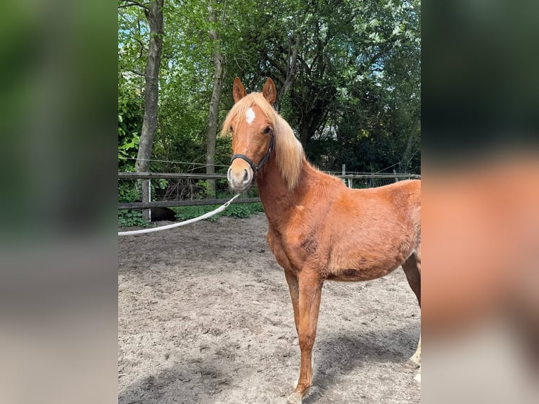 Deutsches Reitpony Stute 1 Jahr 145 cm Fuchs in Worpswede