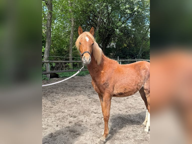 Deutsches Reitpony Stute 1 Jahr 145 cm Fuchs in Worpswede