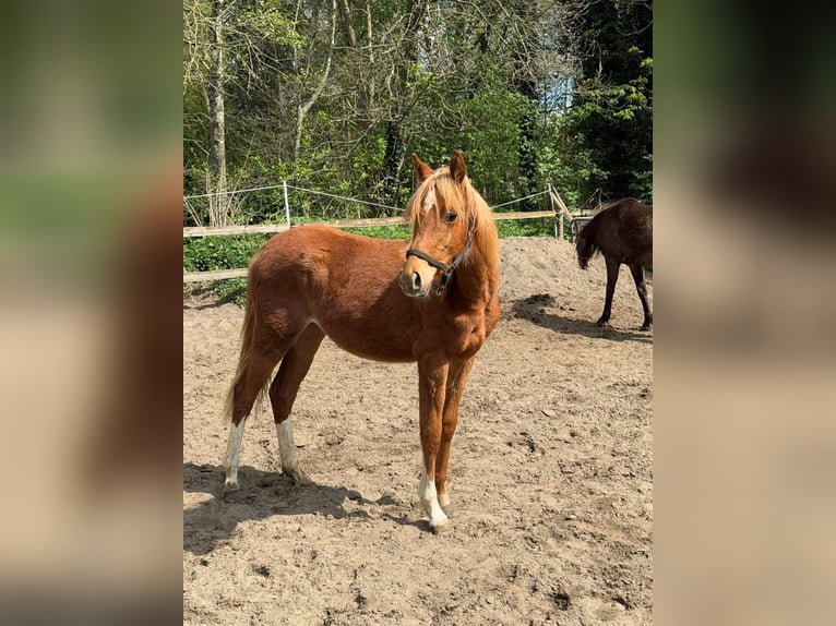 Deutsches Reitpony Stute 1 Jahr 145 cm Fuchs in Worpswede