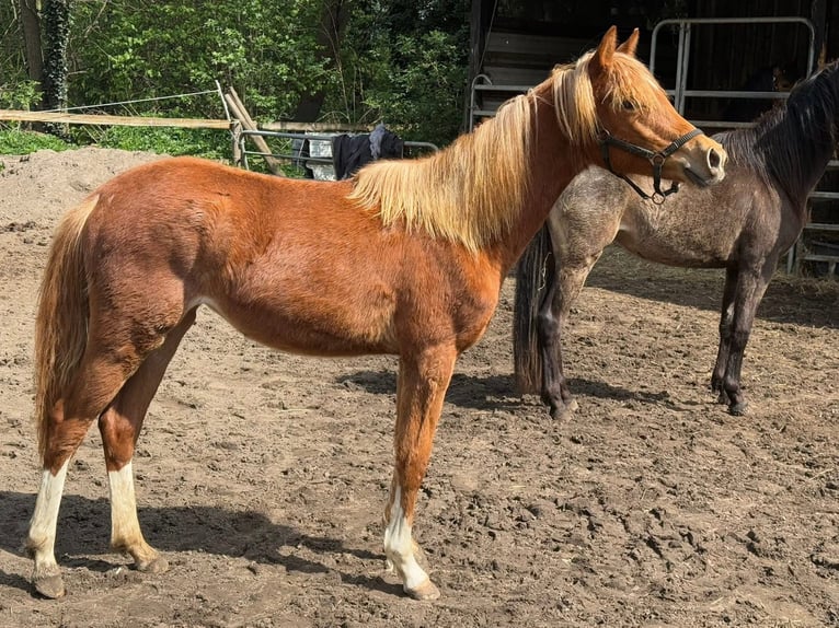Deutsches Reitpony Stute 1 Jahr 145 cm Fuchs in Worpswede
