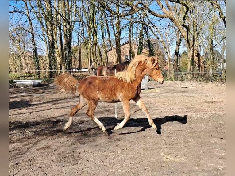 Deutsches Reitpony Stute 1 Jahr 145 cm Fuchs in Worpswede
