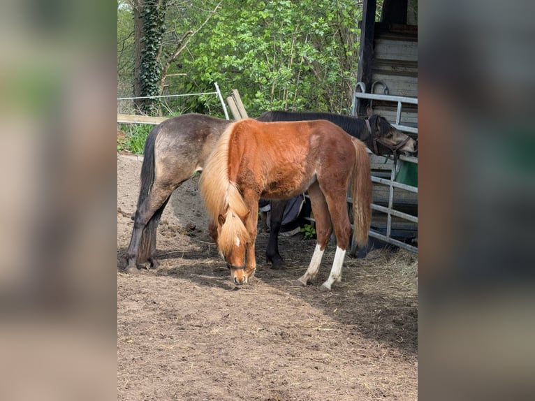 Deutsches Reitpony Stute 1 Jahr 145 cm Fuchs in Worpswede