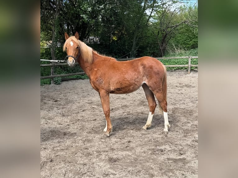 Deutsches Reitpony Stute 1 Jahr 145 cm Fuchs in Worpswede