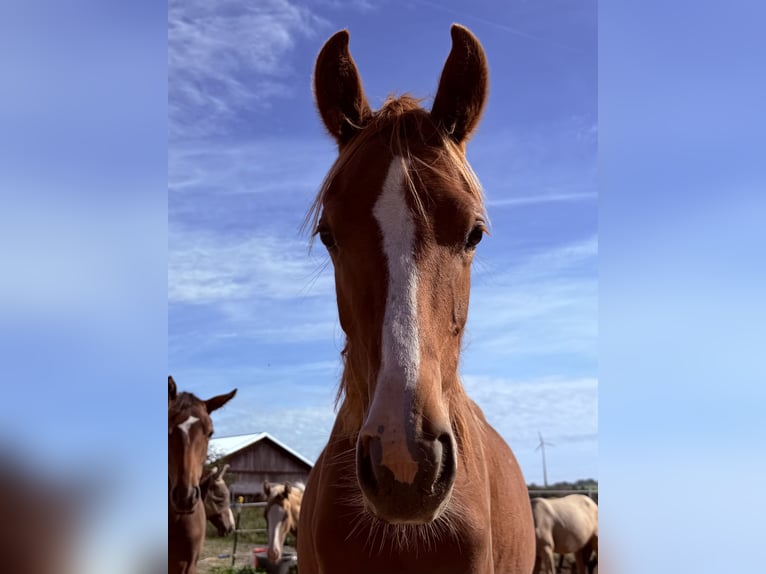 Deutsches Reitpony Stute 1 Jahr 146 cm Fuchs in Bad Berneck im Fichtelgebirge