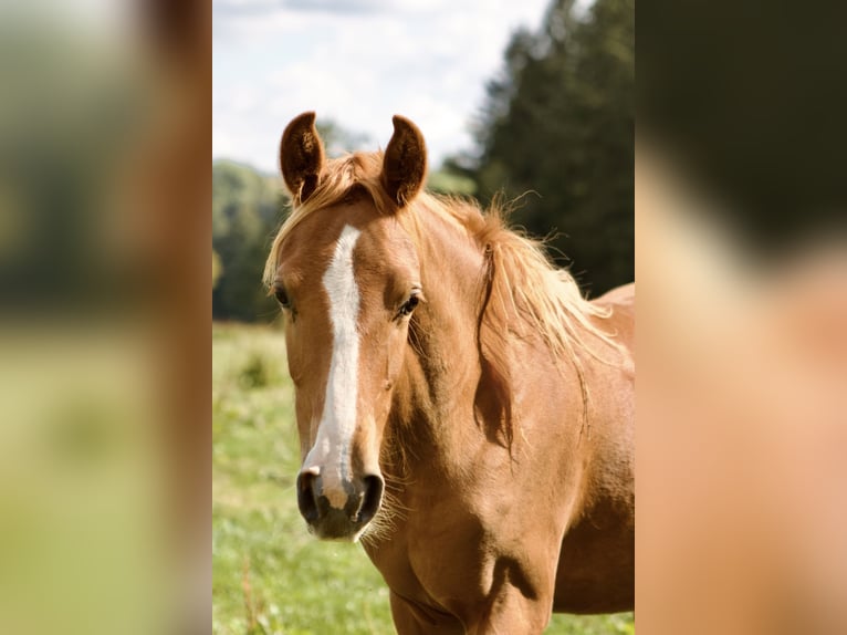 Deutsches Reitpony Stute 1 Jahr 146 cm Fuchs in Bad Berneck im Fichtelgebirge