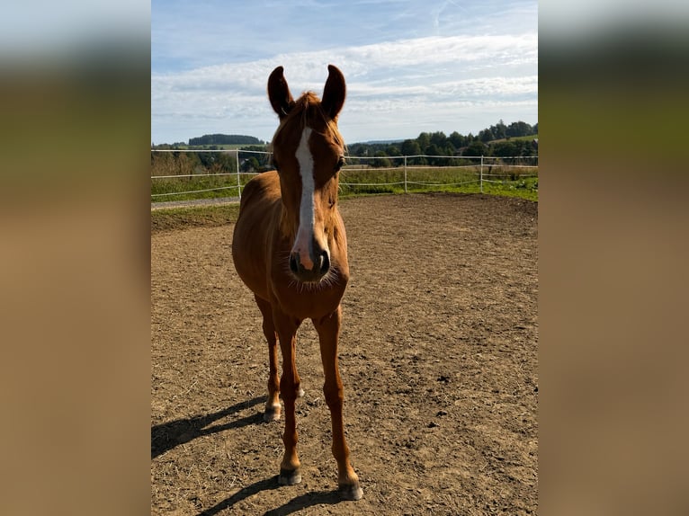 Deutsches Reitpony Stute 1 Jahr 146 cm Fuchs in Bad Berneck im Fichtelgebirge