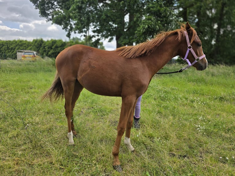 Deutsches Reitpony Stute 1 Jahr 146 cm Fuchs in Dinslaken