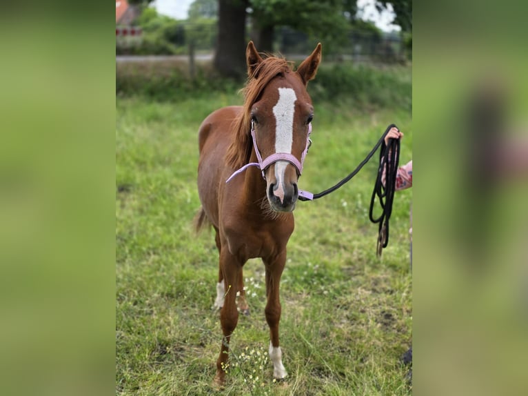 Deutsches Reitpony Stute 1 Jahr 146 cm Fuchs in Dinslaken