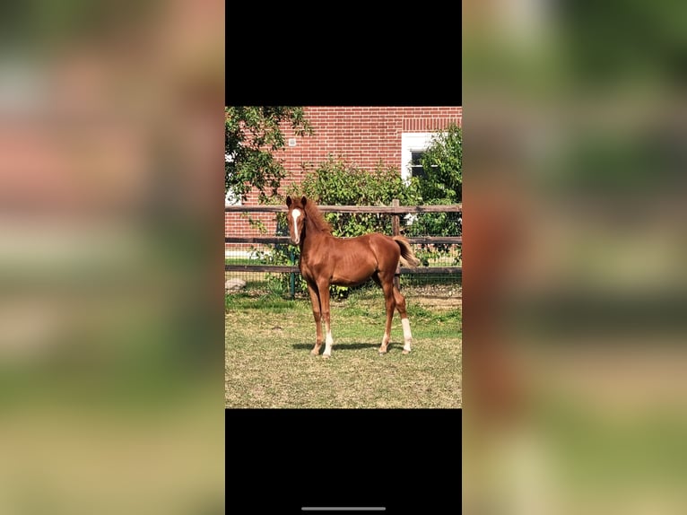 Deutsches Reitpony Stute 1 Jahr 146 cm Fuchs in Nordenham