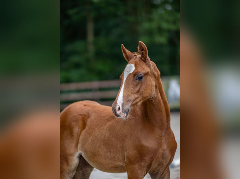 Deutsches Reitpony Stute 1 Jahr 146 cm Fuchs in Nordenham