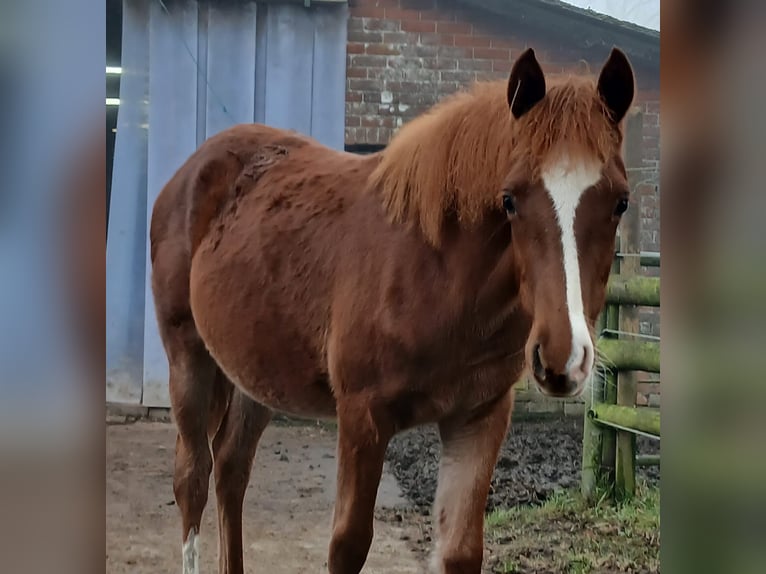 Deutsches Reitpony Stute 1 Jahr 146 cm Fuchs in Nordenham