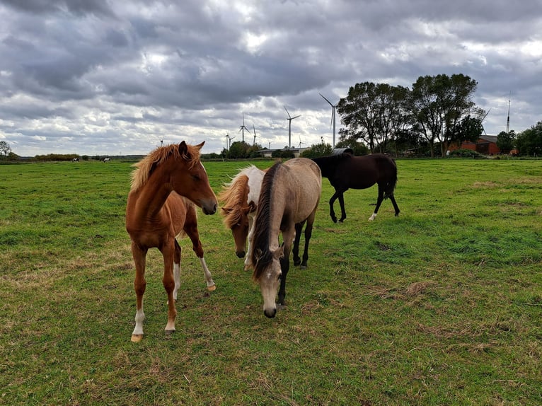 Deutsches Reitpony Stute 1 Jahr 146 cm Fuchs in Geestland