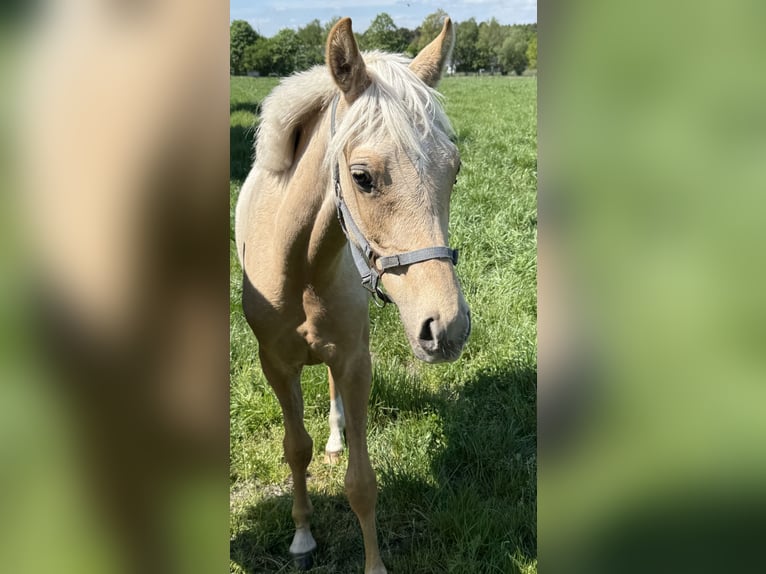 Deutsches Reitpony Stute 1 Jahr 146 cm Palomino in Langwedel