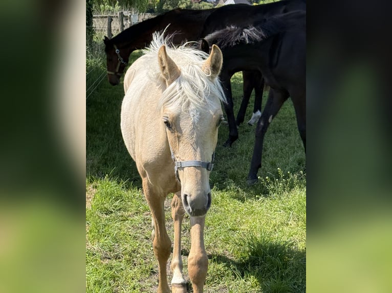 Deutsches Reitpony Stute 1 Jahr 146 cm Palomino in Langwedel