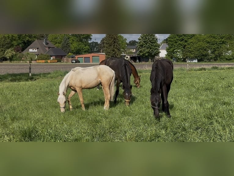 Deutsches Reitpony Stute 1 Jahr 146 cm Palomino in Langwedel